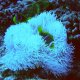 42- Le poisson clown se vautre dans son anemone 